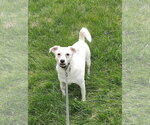 Small #4 Chihuahua Mix