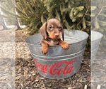 Small #3 Dachshund