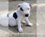 Small Photo #7 American Pit Bull Terrier-Unknown Mix Puppy For Sale in Des Moines, IA, USA