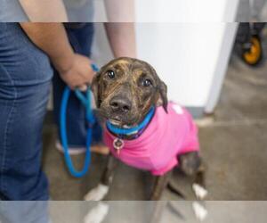 Mountain Cur-Unknown Mix Dogs for adoption in Mountain Home, AR, USA