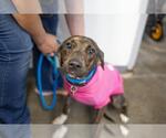 Baby Girl - Female Mountain Cur-Unknown Mix Dog for Adoption - Small photo