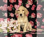 Small Photo #6 Goldendoodle-Mutt Mix Puppy For Sale in KIRKWOOD, PA, USA
