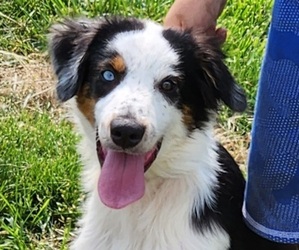Australian Shepherd Puppy for sale in TYASKIN, MD, USA