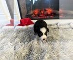 Small Photo #35 Miniature Australian Shepherd Puppy For Sale in QUINCY, CA, USA