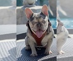 Small Photo #1 French Bulldog Puppy For Sale in BURBANK, CA, USA