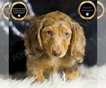 Puppy Roxie AKC Dachshund