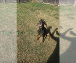 Small #2 Doberman Pinscher Mix