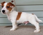 Small Photo #3 Jack Russell Terrier Puppy For Sale in CHAPEL HILL, NC, USA