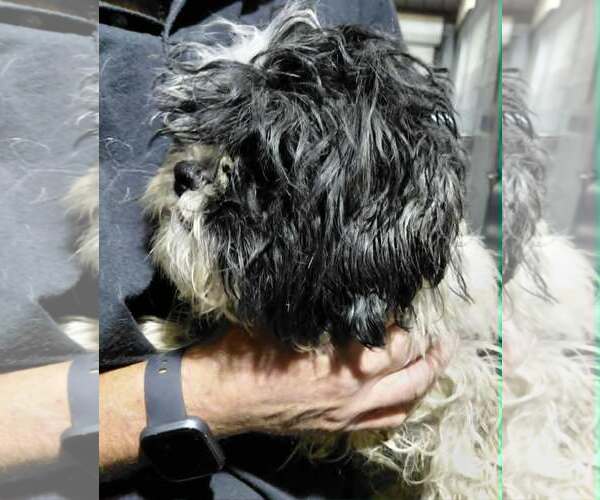 Medium Photo #9 Shih Tzu-Unknown Mix Puppy For Sale in Minneapolis, MN, USA