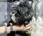 Small #8 Shih Tzu Mix