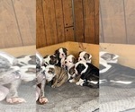 Small Photo #5 English Bulldog Puppy For Sale in Shelbyville, IL, USA