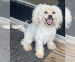 Small #1 Poodle (Miniature)