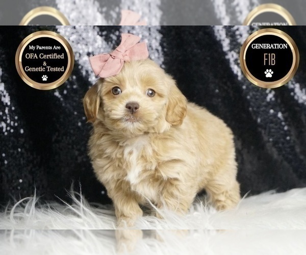 Medium Photo #7 Goldendoodle (Miniature) Puppy For Sale in WARSAW, IN, USA