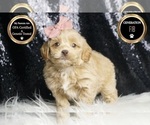 Small #6 Goldendoodle (Miniature)