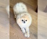 Small #3 Pomeranian