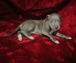 Small #3 American Pit Bull Terrier