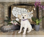 Small #2 German Shepherd Dog