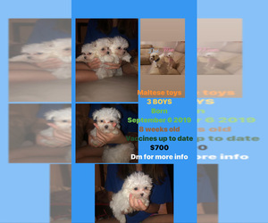 Maltese Puppy for sale in HOMESTEAD, FL, USA