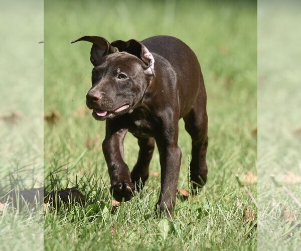 Medium Photo #2 Chocolate Labrador retriever-Pointer Mix Puppy For Sale in Mechanicsburg, PA, USA