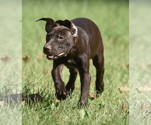 Friska - Female Chocolate Labrador retriever-Pointer Mix Dog for Adoption - Photo #2