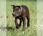 Small Photo #2 Chocolate Labrador retriever-Pointer Mix Puppy For Sale in Mechanicsburg, PA, USA
