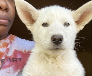 Siberian Husky Puppy for sale in MESA, AZ, USA