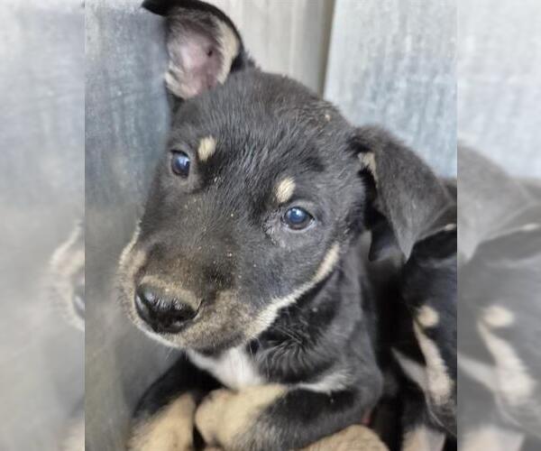 Medium Photo #1 Mutt Puppy For Sale in San Antonio, TX, USA