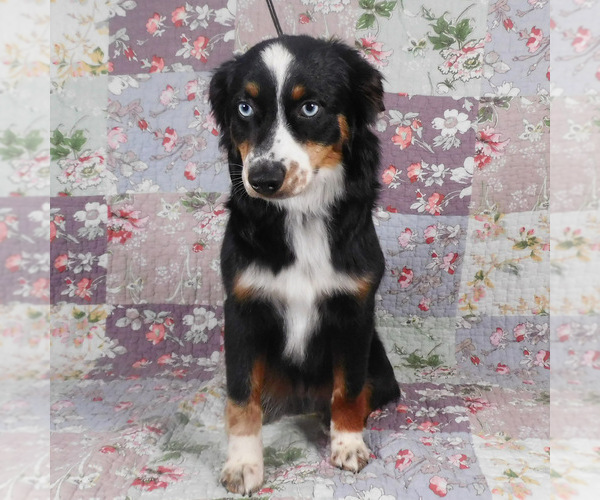 Medium Photo #4 Miniature Australian Shepherd Puppy For Sale in HARRISON, OH, USA
