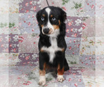 Small #3 Miniature Australian Shepherd