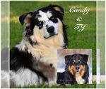 Small Photo #1 Australian Shepherd Puppy For Sale in EASTON, MO, USA
