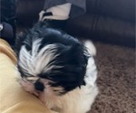 Small Photo #6 Shih Tzu Puppy For Sale in DOUGLASVILLE, GA, USA