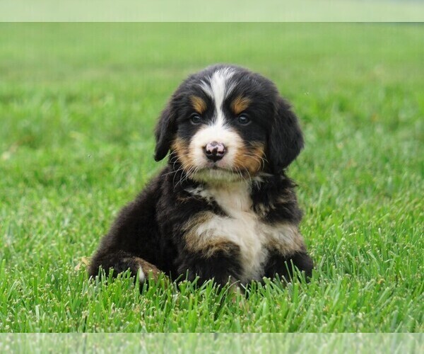 Medium Photo #1 Bernese Mountain Dog Puppy For Sale in FREDERICKSBURG, OH, USA