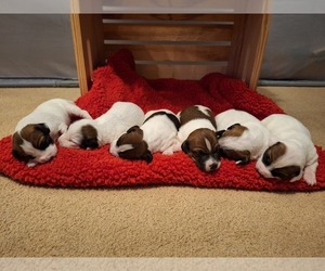 Jack Russell Terrier Litter for sale in LINCOLN, IL, USA