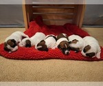 Small Jack Russell Terrier