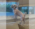 Small Shih Tzu Mix