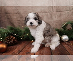 Small #4 Cavapoo (Toy)