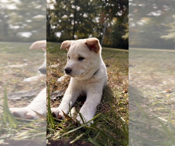 Medium Photo #35 Shiba Inu Puppy For Sale in NEW ATHENS, IL, USA