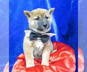 Shiba Inu Puppy for sale in NORWOOD, MO, USA