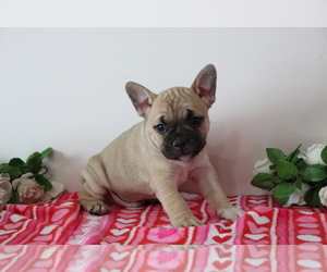 French Bulldog Puppy for sale in SHILOH, OH, USA