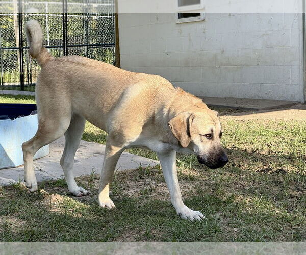 Medium Photo #30 Anatolian Shepherd-Rhodesian Ridgeback Mix Puppy For Sale in Higley, AZ, USA