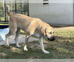 Small #29 Anatolian Shepherd-Rhodesian Ridgeback Mix