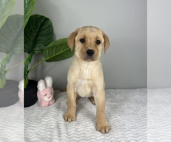 Medium Photo #3 Labrador Retriever Puppy For Sale in FRANKLIN, IN, USA