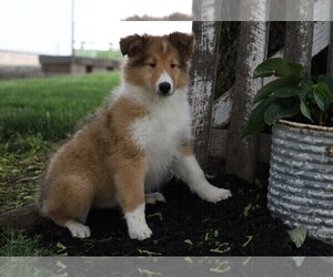 Collie Puppy for sale in FREDERICKSBG, OH, USA