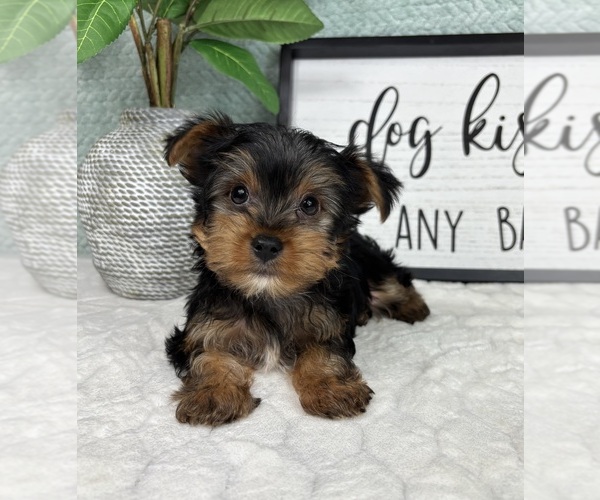 Medium Photo #3 Yorkshire Terrier Puppy For Sale in FRANKLIN, IN, USA