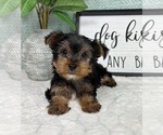 Small #2 Yorkshire Terrier