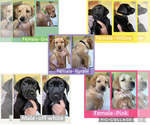 Small Labrador Retriever