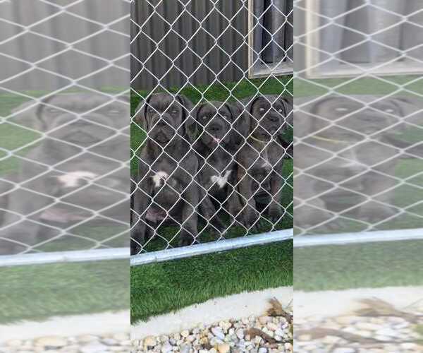 Medium Photo #1 Cane Corso Puppy For Sale in EGG HARBOR TOWNSHIP, NJ, USA