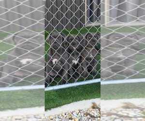 Cane Corso Litter for sale in EGG HARBOR TOWNSHIP, NJ, USA