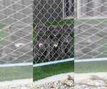 Litter of 4 - Male(s) and Female(s) Cane CorsoLitter of Puppies for Sale - Small photo