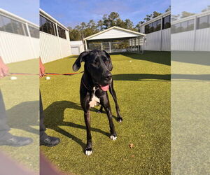 Great Dane Dogs for adoption in Bullard, TX, USA